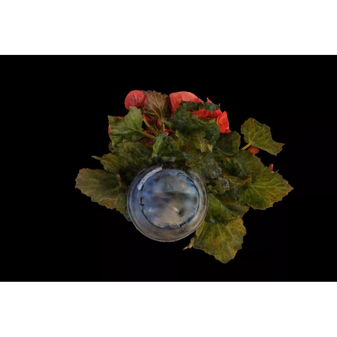 Pink Begonia 3D Model – Gaussian Splat Scan for Real-Time Use - View 5