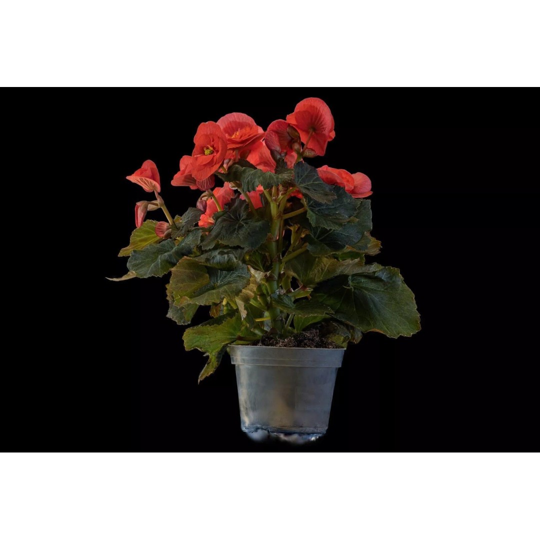 Pink Begonia 3D Model – Gaussian Splat Scan for Real-Time Use - View 6