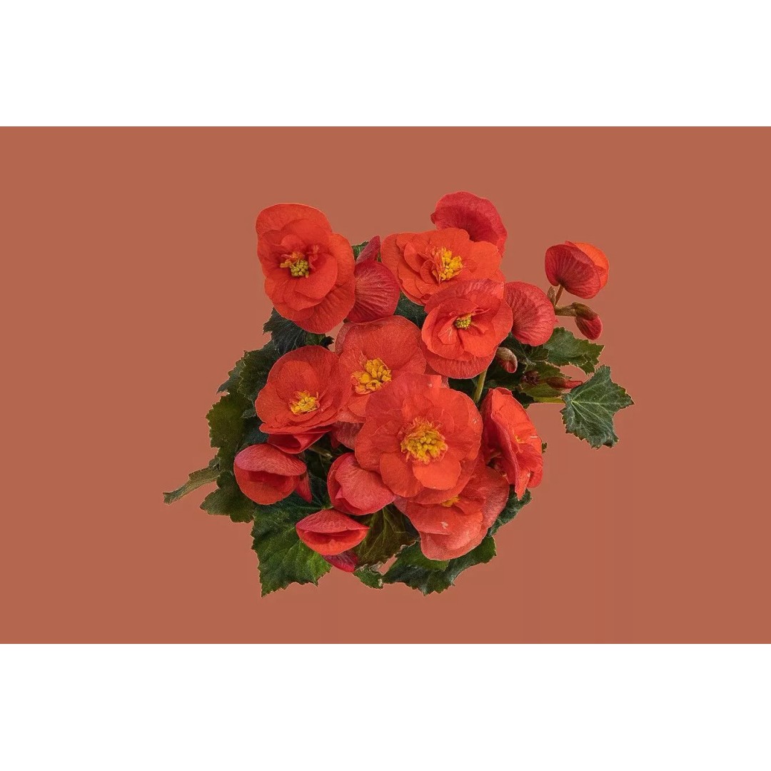 Pink Begonia 3D Model – Gaussian Splat Scan for Real-Time Use - View 7