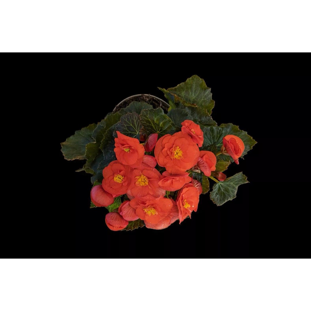 Pink Begonia 3D Model – Gaussian Splat Scan for Real-Time Use - View 8