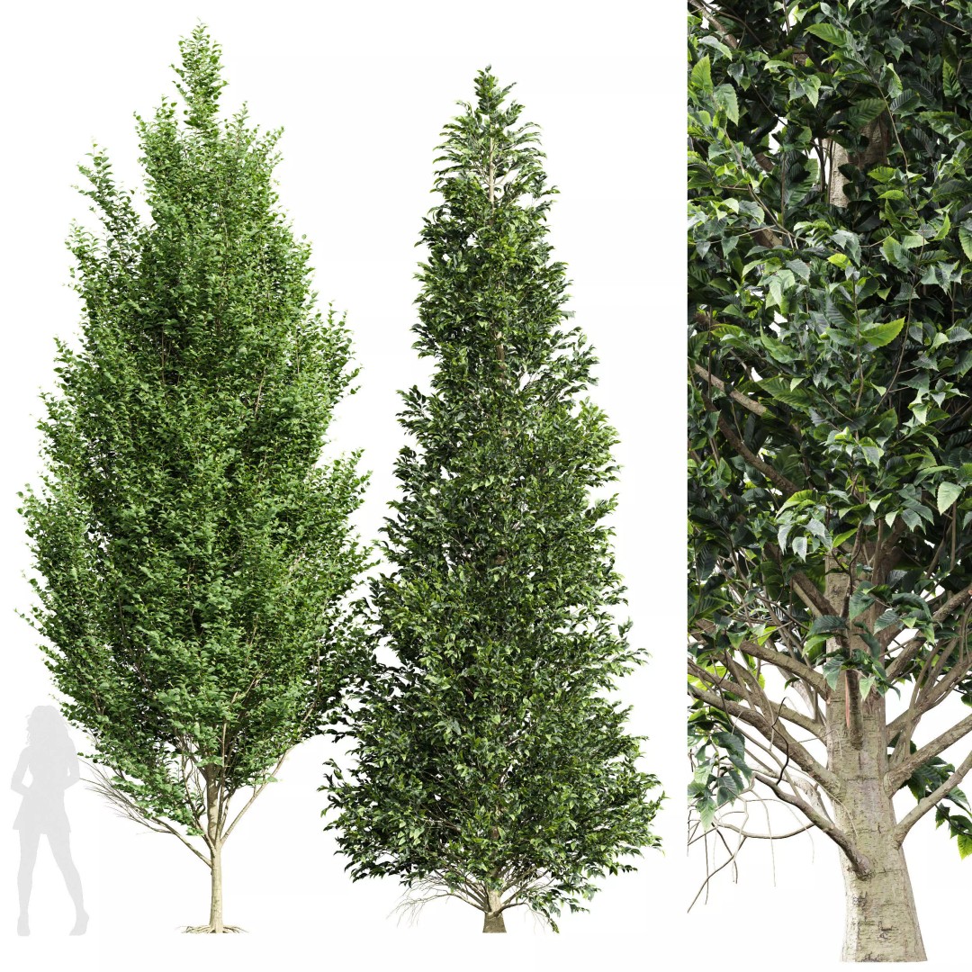 Carpinus Betulus 3D Model – High Poly Tree Asset, FBX & OBJ - View 2