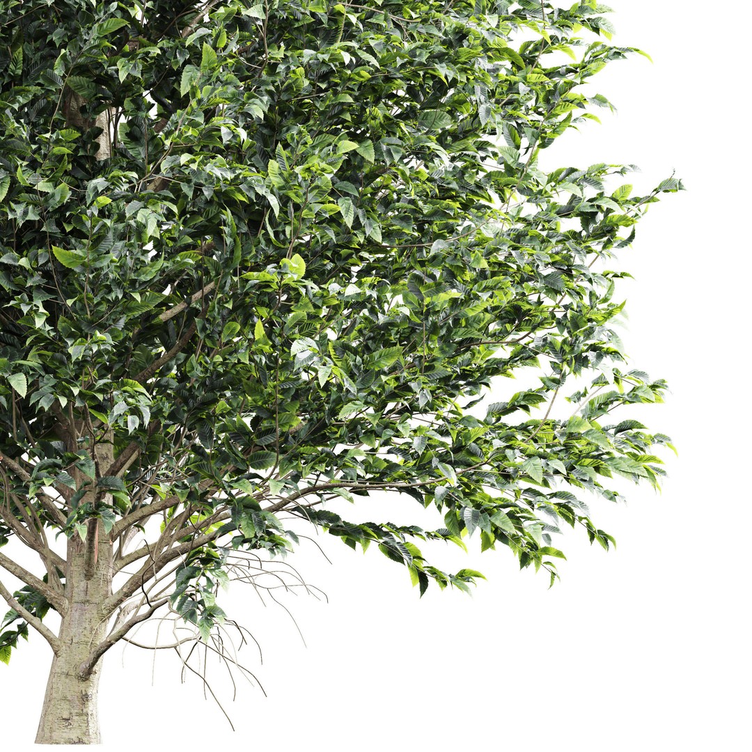Carpinus Betulus 3D Model – High Poly Tree Asset, FBX & OBJ - View 3