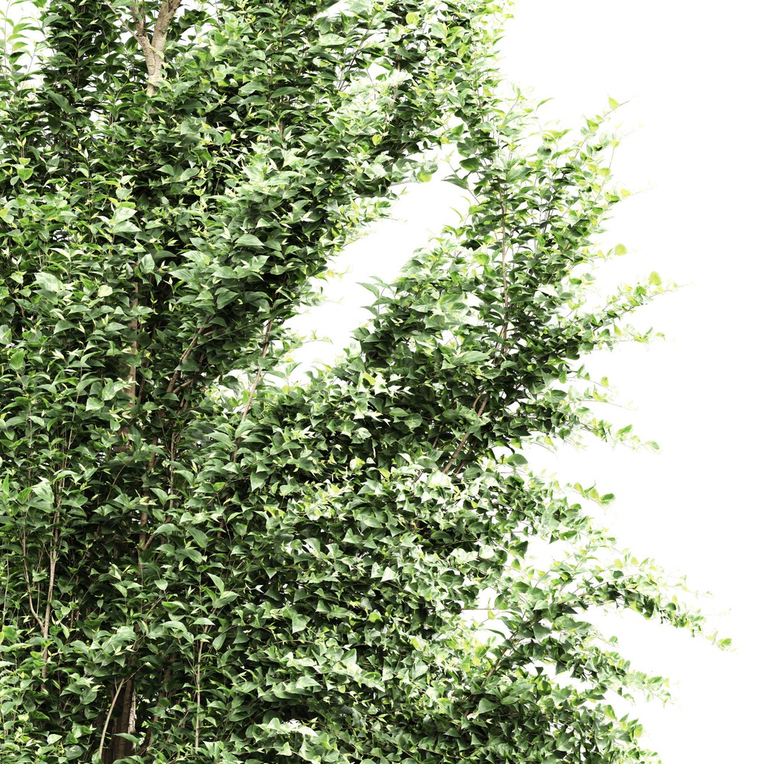 Carpinus Betulus 3D Model – High Poly Tree Asset, FBX & OBJ - View 4