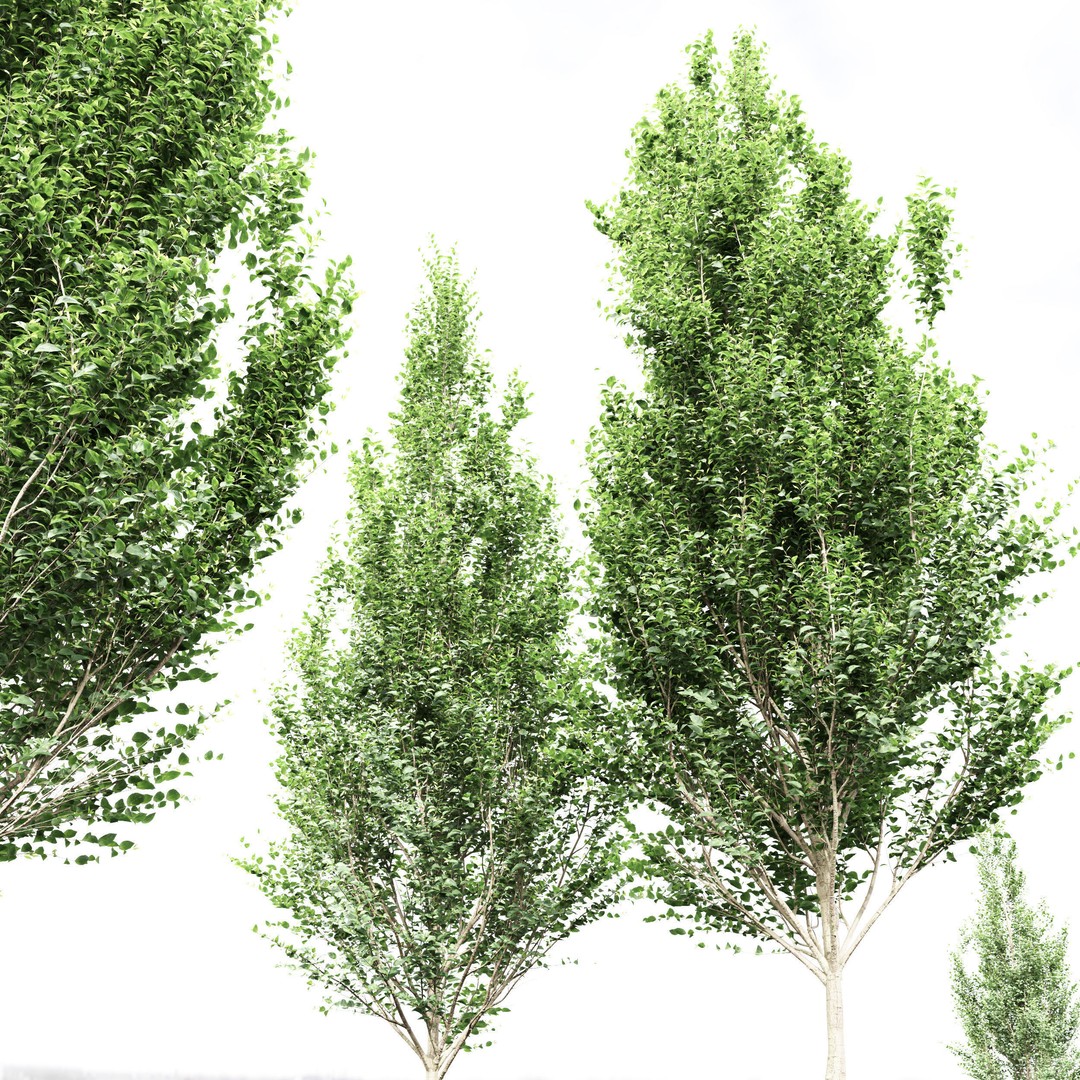 Carpinus Betulus 3D Model – High Poly Tree Asset, FBX & OBJ - View 5