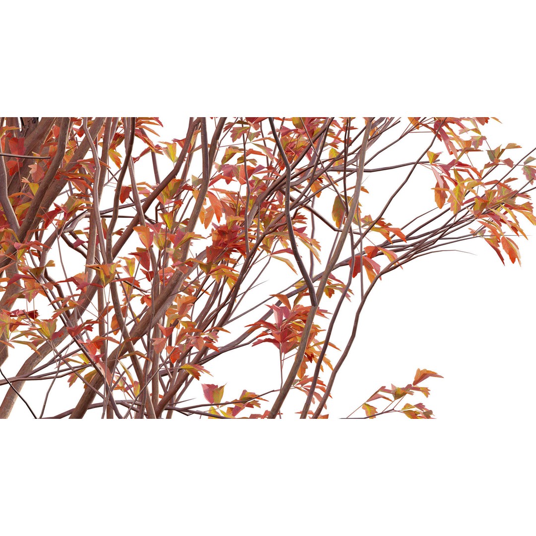 Acer Griseum 3D Model – Low Poly Plant Asset, FBX, PBR Materials