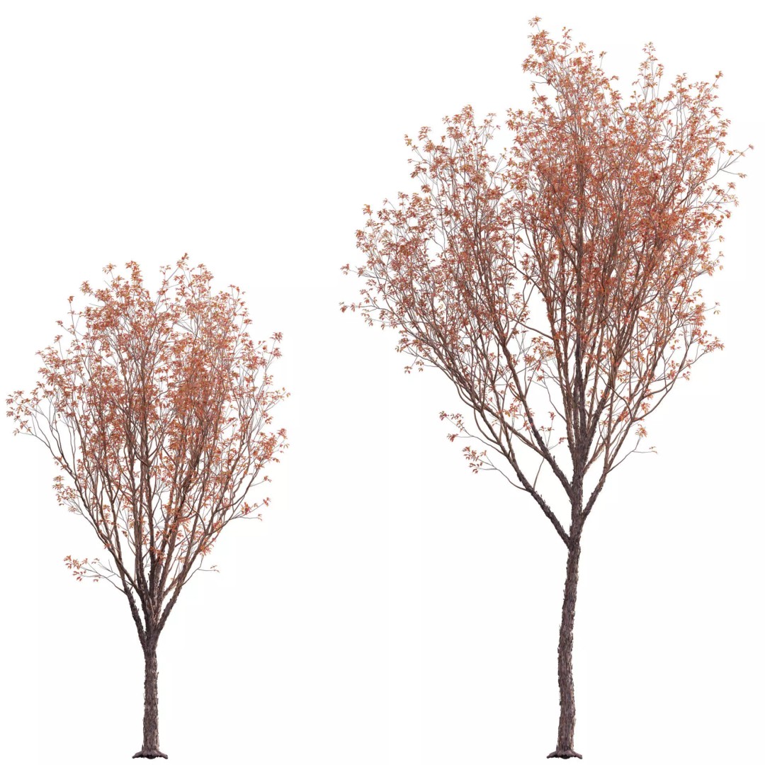 Acer Griseum 3D Model – Low Poly Plant Asset, FBX, PBR Materials - View 2