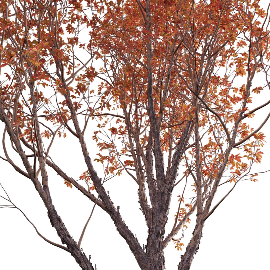 Acer Griseum 3D Model – Low Poly Plant Asset, FBX, PBR Materials - View 3