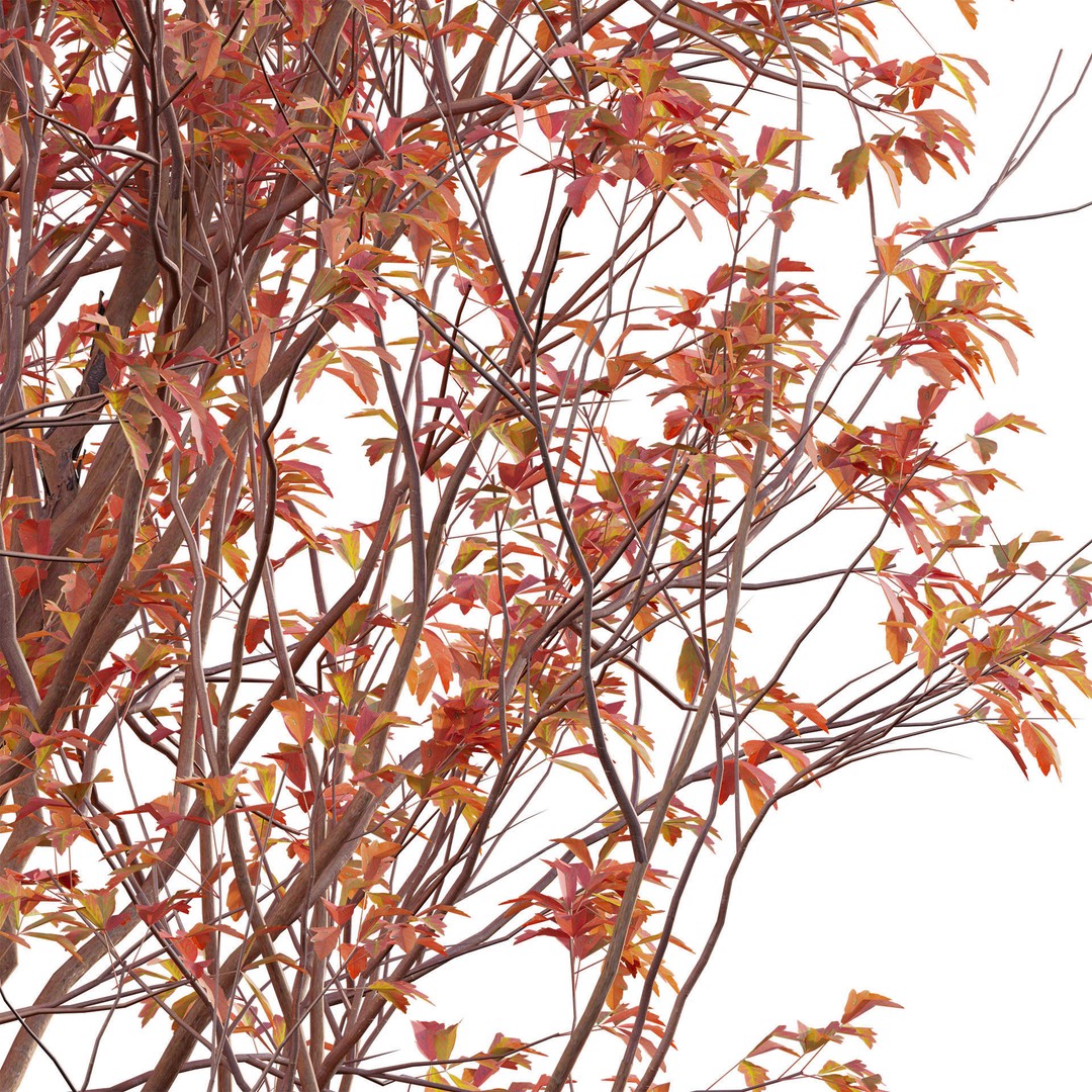 Acer Griseum 3D Model – Low Poly Plant Asset, FBX, PBR Materials - View 4