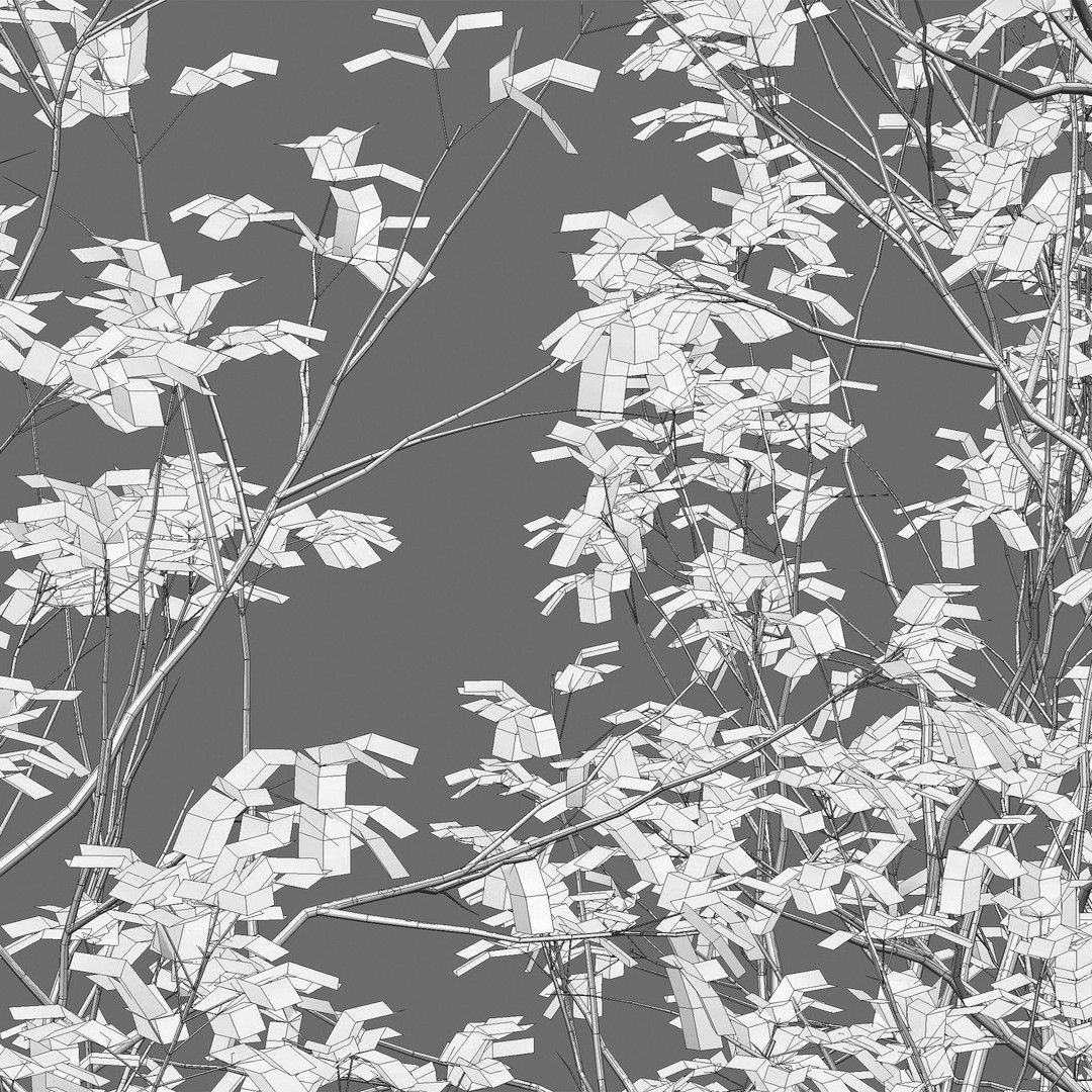 Acer Griseum 3D Model – Low Poly Plant Asset, FBX, PBR Materials - View 5