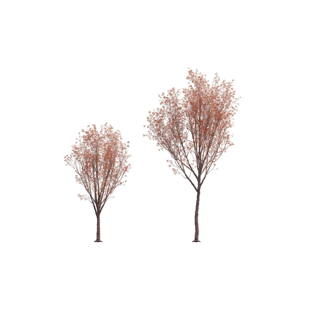 Acer Griseum 3D Model – Low Poly Plant Asset, FBX, PBR Materials - View 6