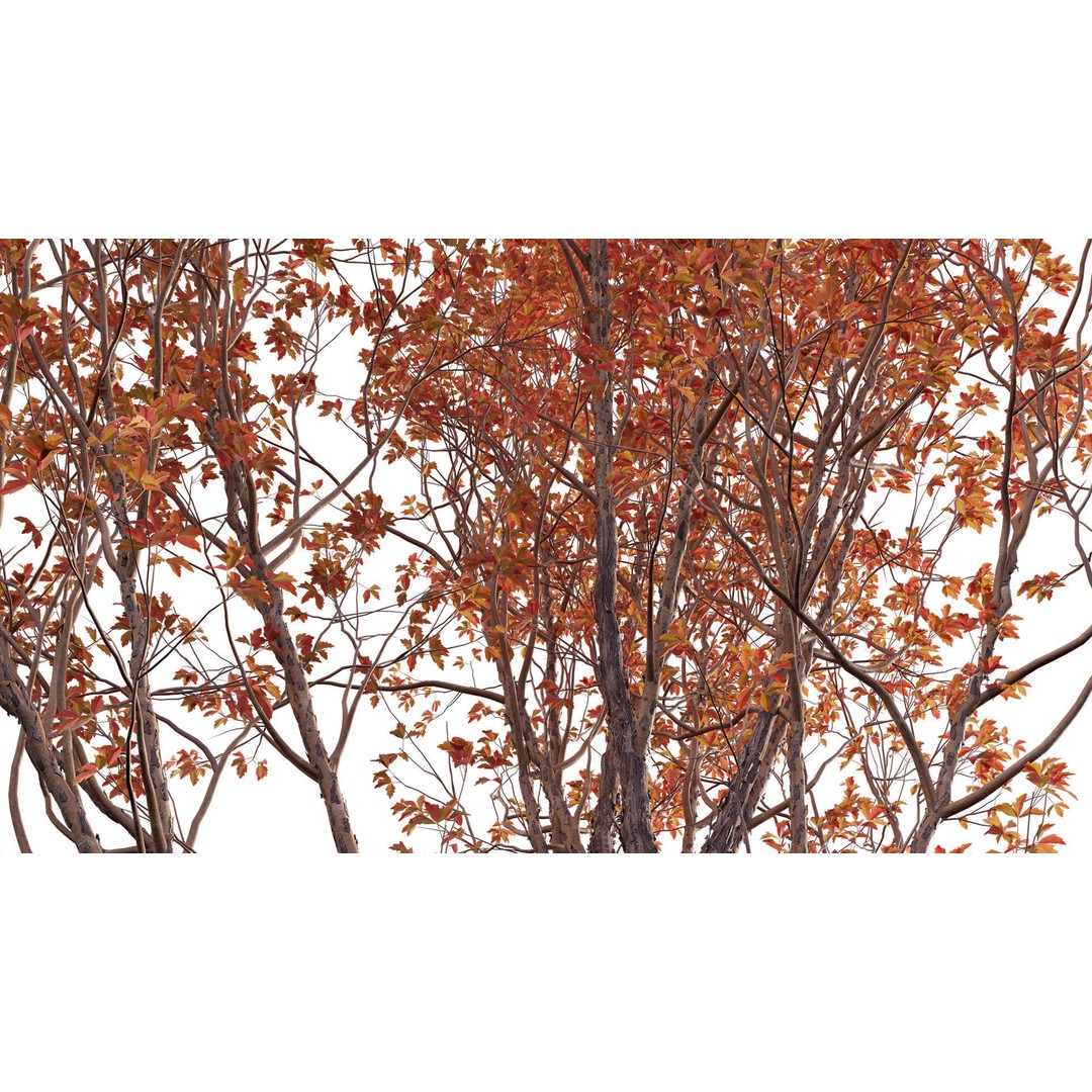 Acer Griseum 3D Model – Low Poly Plant Asset, FBX, PBR Materials - View 7