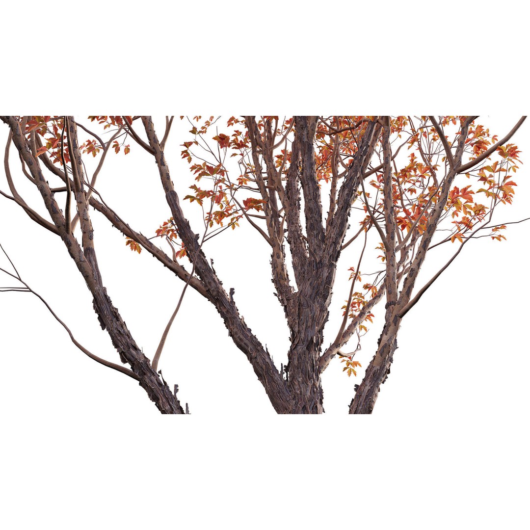 Acer Griseum 3D Model – Low Poly Plant Asset, FBX, PBR Materials - View 8