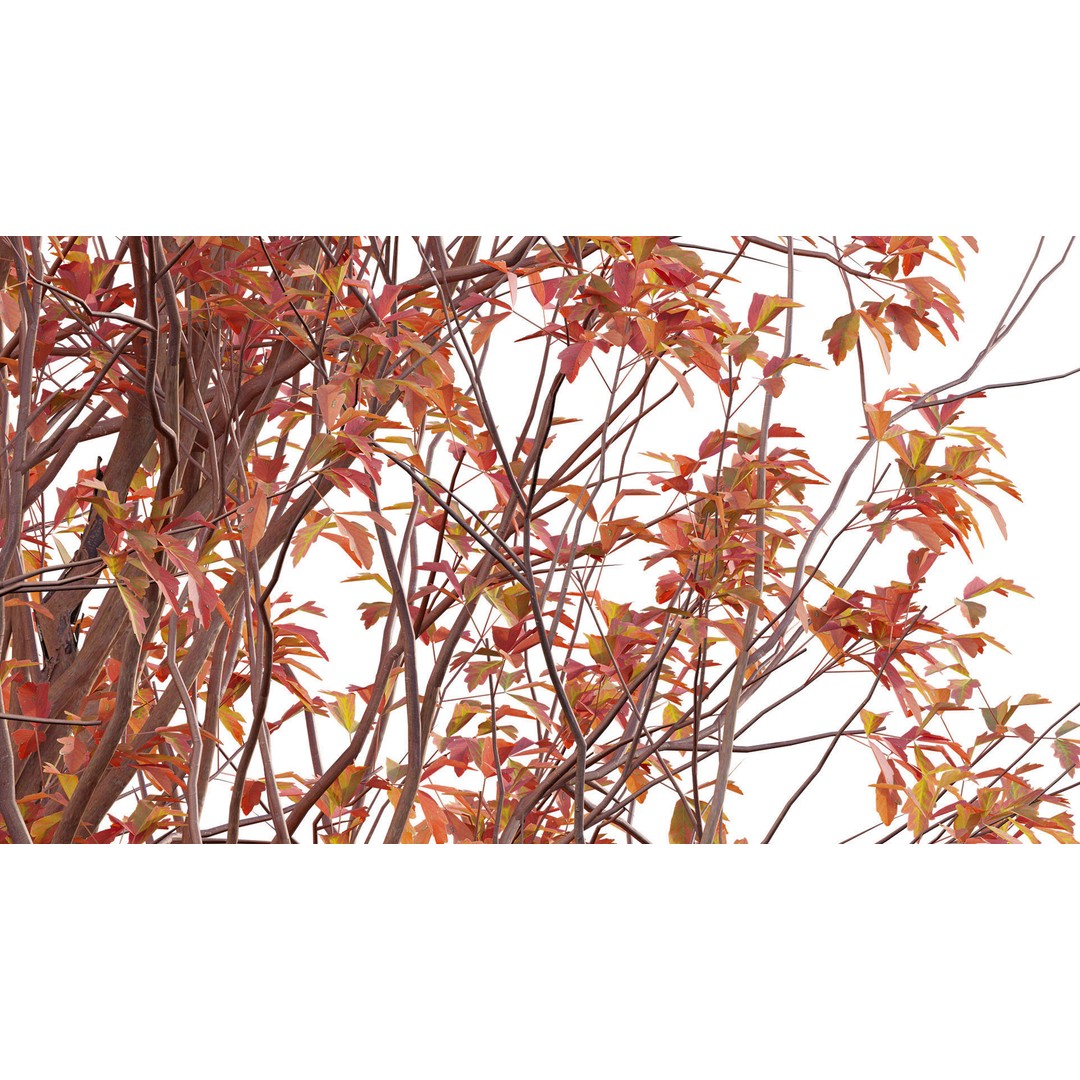 Acer Griseum 3D Model – Low Poly Plant Asset, FBX, PBR Materials - View 9