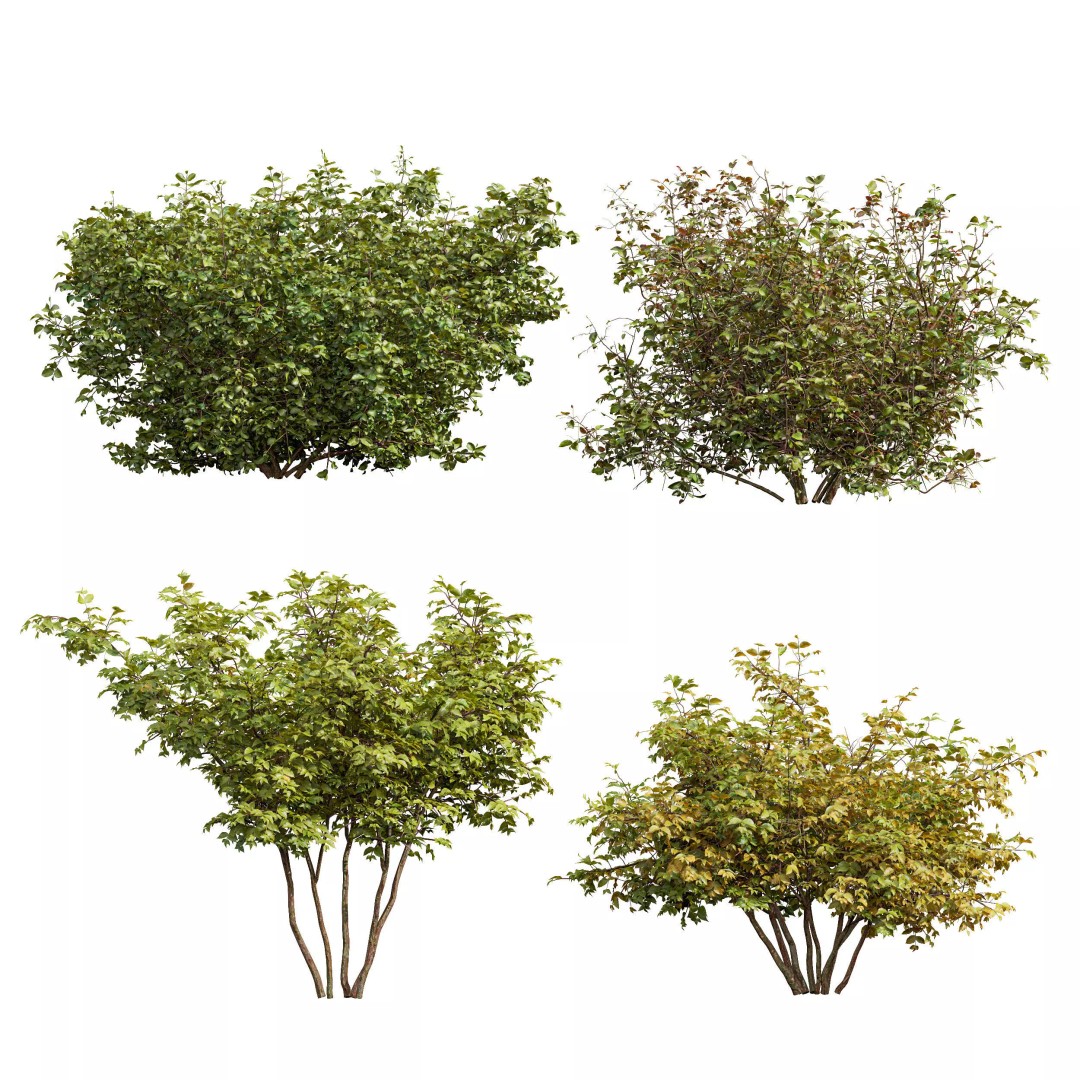 Cornus Sanguinea 3D Model – High Poly Plant Asset, FBX, OBJ - View 2