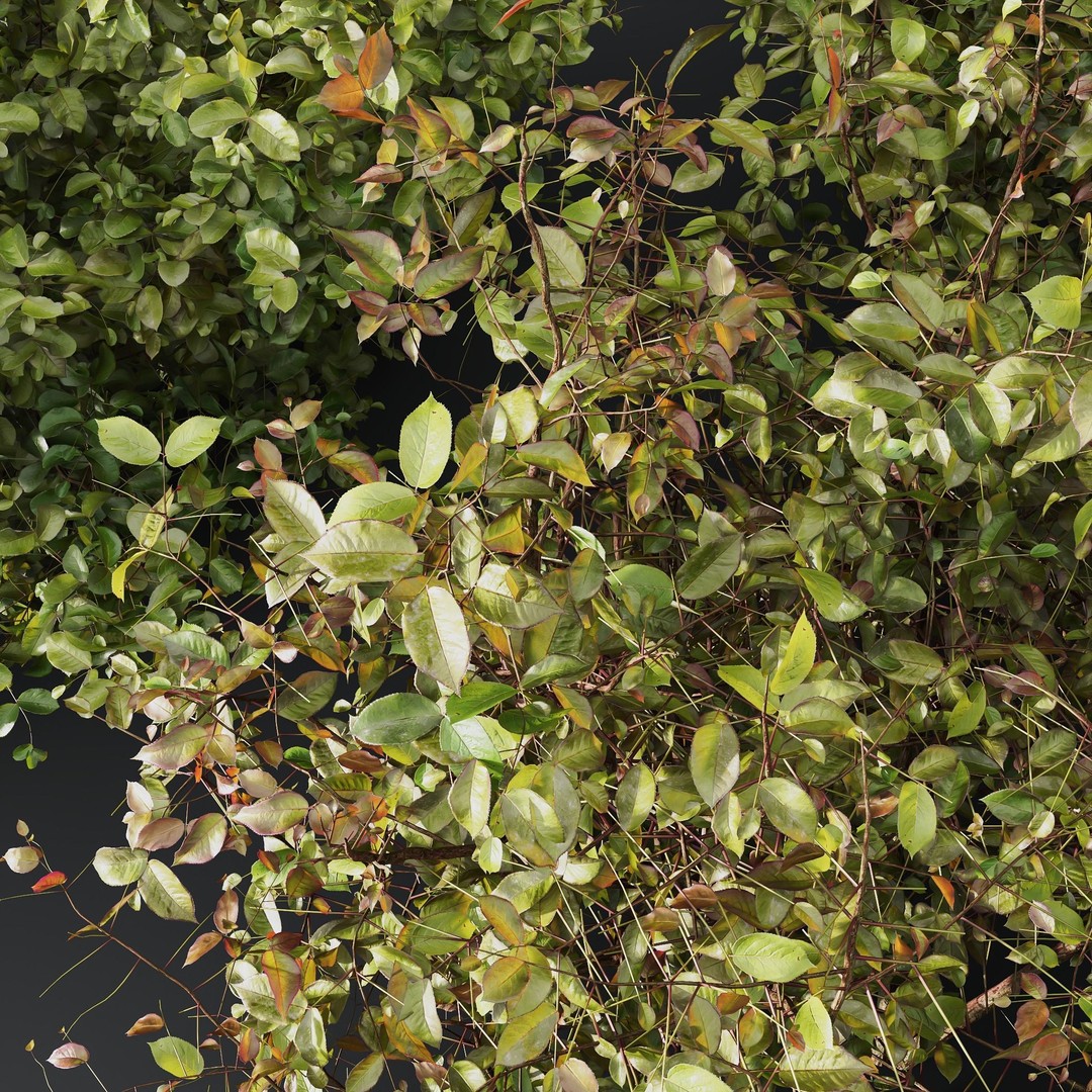 Cornus Sanguinea 3D Model – High Poly Plant Asset, FBX, OBJ - View 3