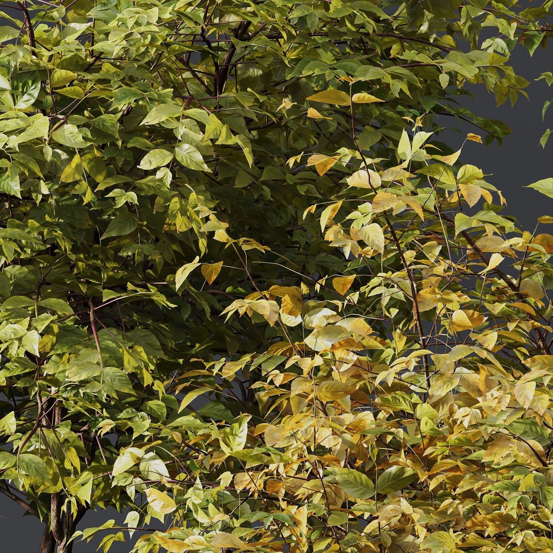 Cornus Sanguinea 3D Model – High Poly Plant Asset, FBX, OBJ - View 4