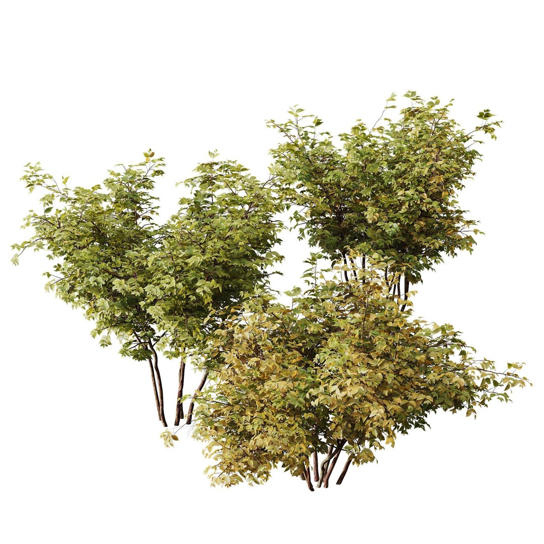 Cornus Sanguinea 3D Model – High Poly Plant Asset, FBX, OBJ - View 6