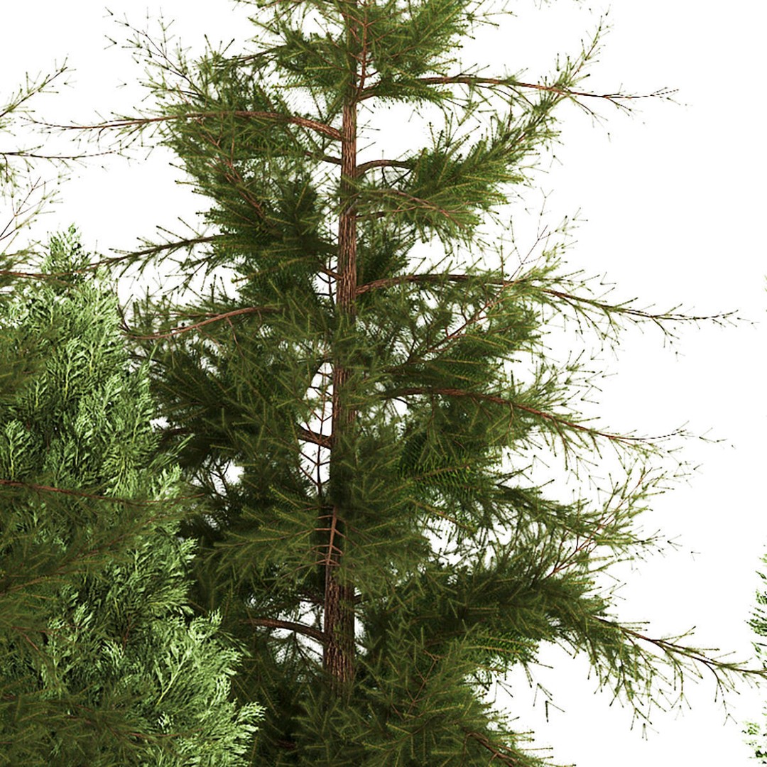 Cypress and Thuja Trees 3D Model – Decorative Landscaping Asset, FBX - View 10