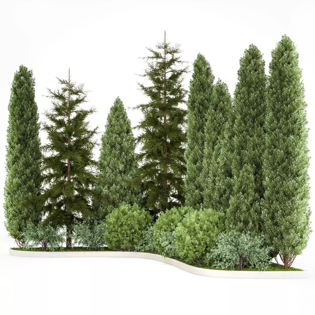 Cypress and Thuja Trees 3D Model – Decorative Landscaping Asset, FBX - View 2