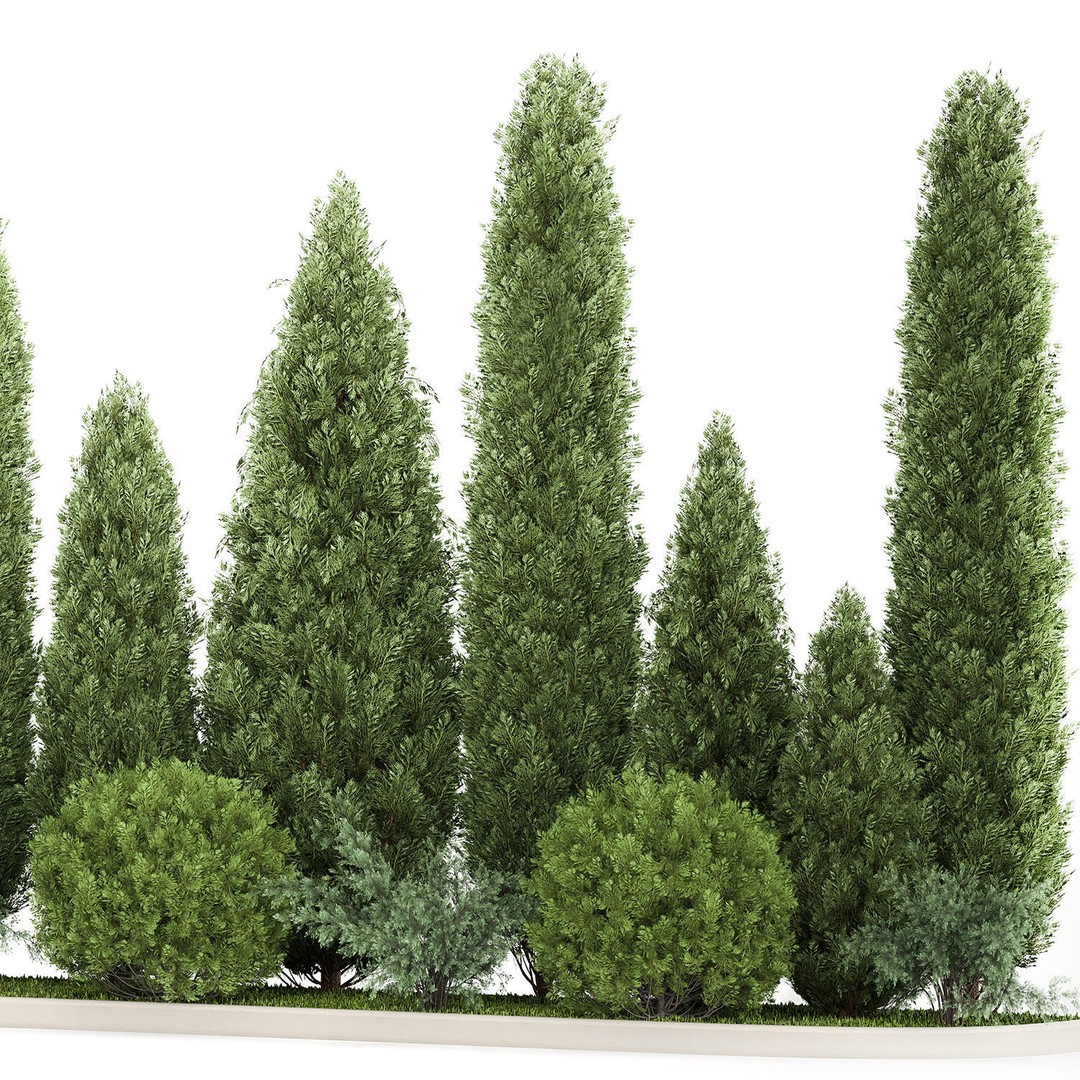 Cypress and Thuja Trees 3D Model – Decorative Landscaping Asset, FBX - View 7