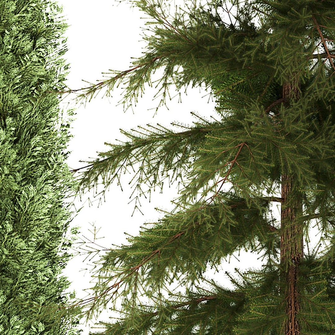 Cypress and Thuja Trees 3D Model – Decorative Landscaping Asset, FBX - View 9