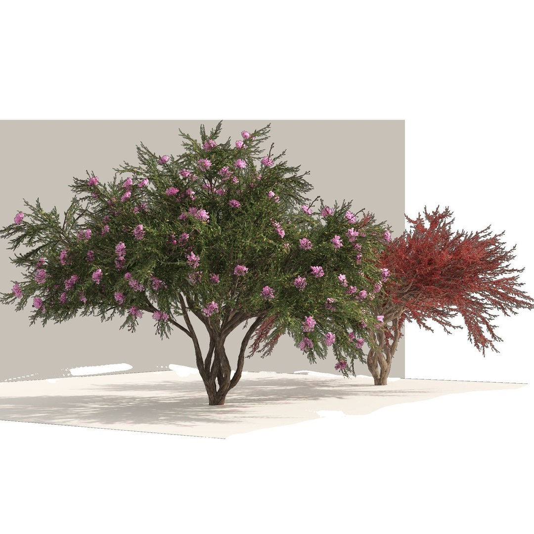 Lagerstroemia Indica 3D Model – High Poly Flowering Tree, PBR, FBX, OBJ