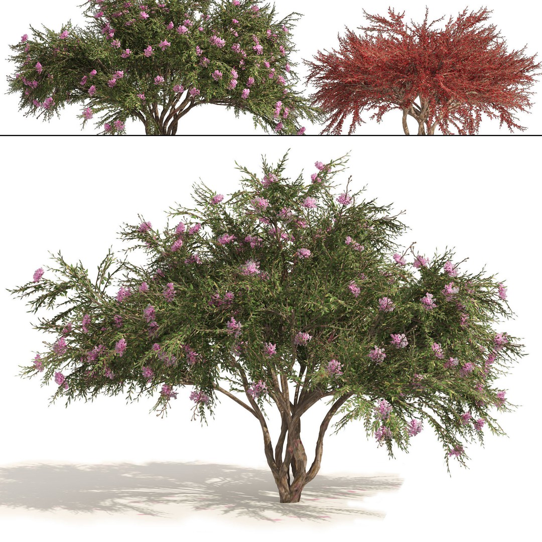Lagerstroemia Indica 3D Model – High Poly Flowering Tree, PBR, FBX, OBJ - View 10