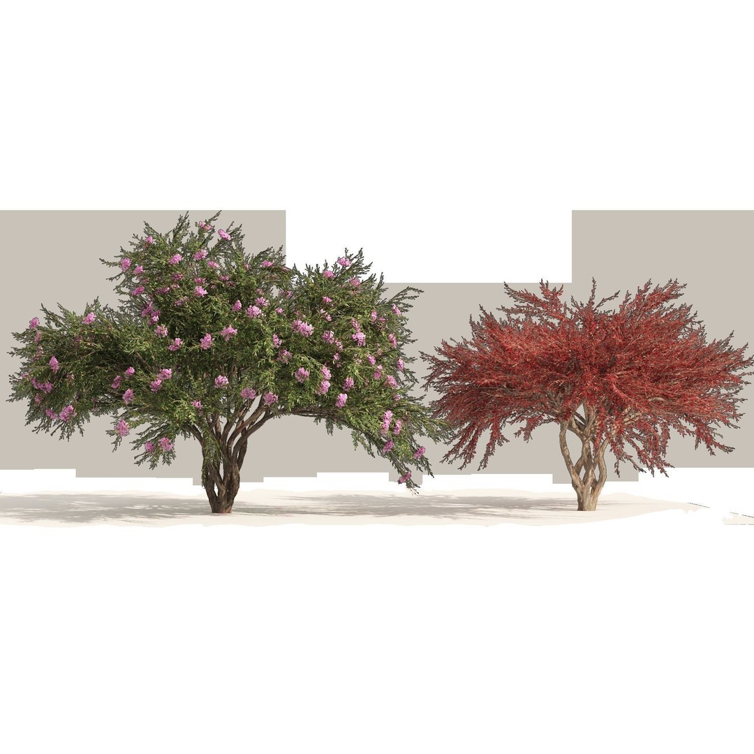 Lagerstroemia Indica 3D Model – High Poly Flowering Tree, PBR, FBX, OBJ - View 11