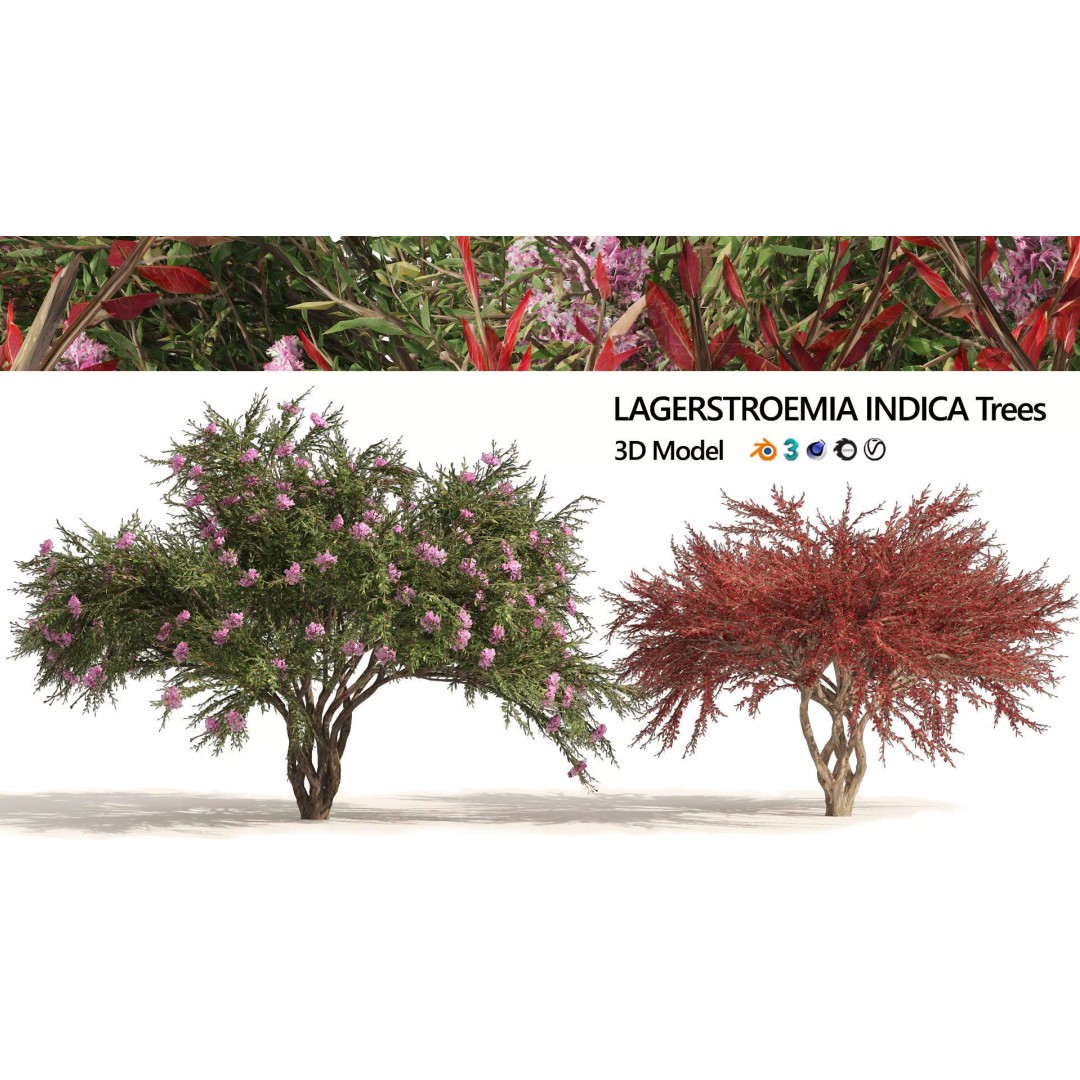 Lagerstroemia Indica 3D Model – High Poly Flowering Tree, PBR, FBX, OBJ - View 2