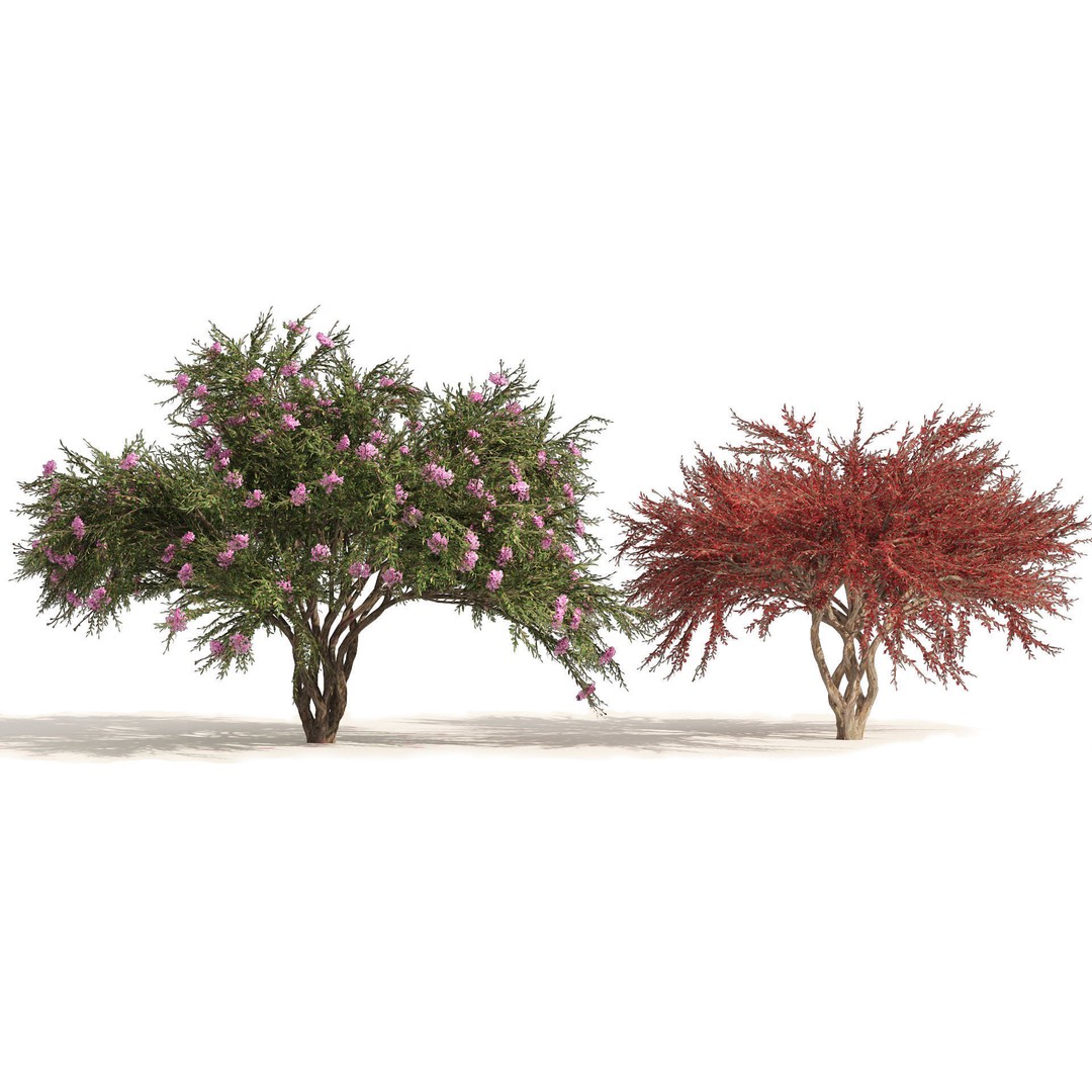 Lagerstroemia Indica 3D Model – High Poly Flowering Tree, PBR, FBX, OBJ - View 3