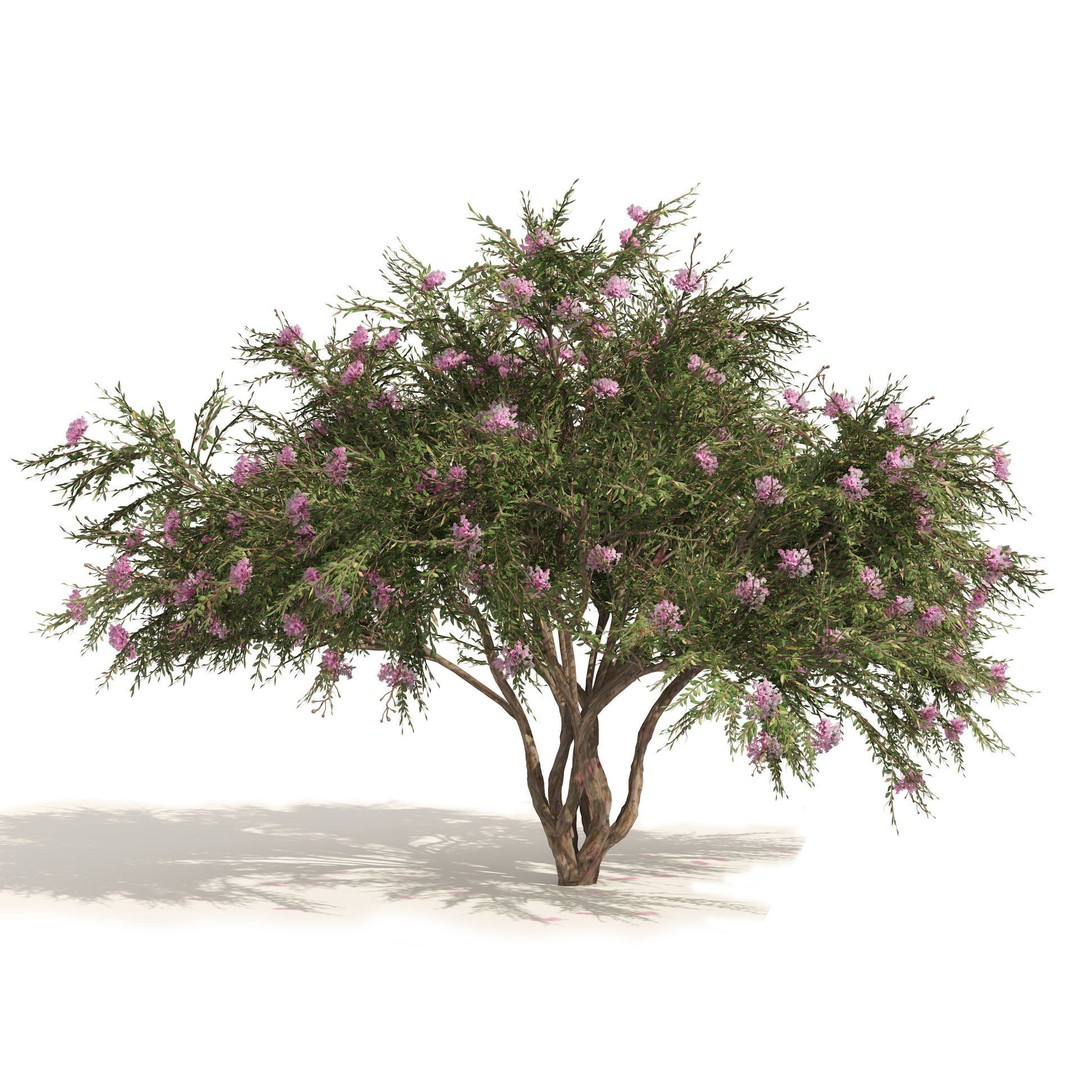 Lagerstroemia Indica 3D Model – High Poly Flowering Tree, PBR, FBX, OBJ - View 4