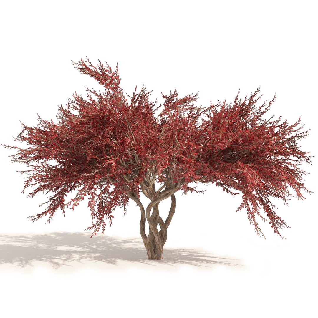 Lagerstroemia Indica 3D Model – High Poly Flowering Tree, PBR, FBX, OBJ - View 5