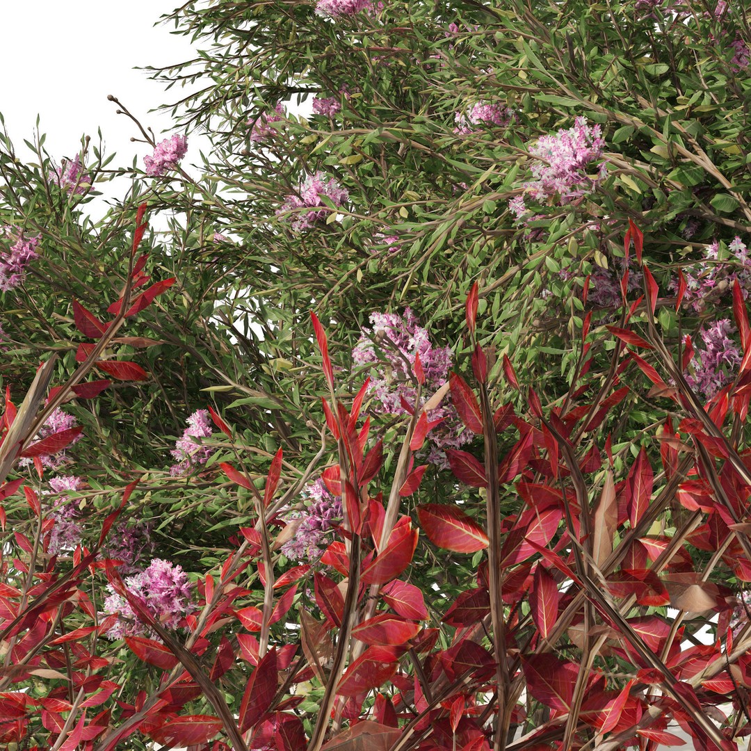 Lagerstroemia Indica 3D Model – High Poly Flowering Tree, PBR, FBX, OBJ - View 6