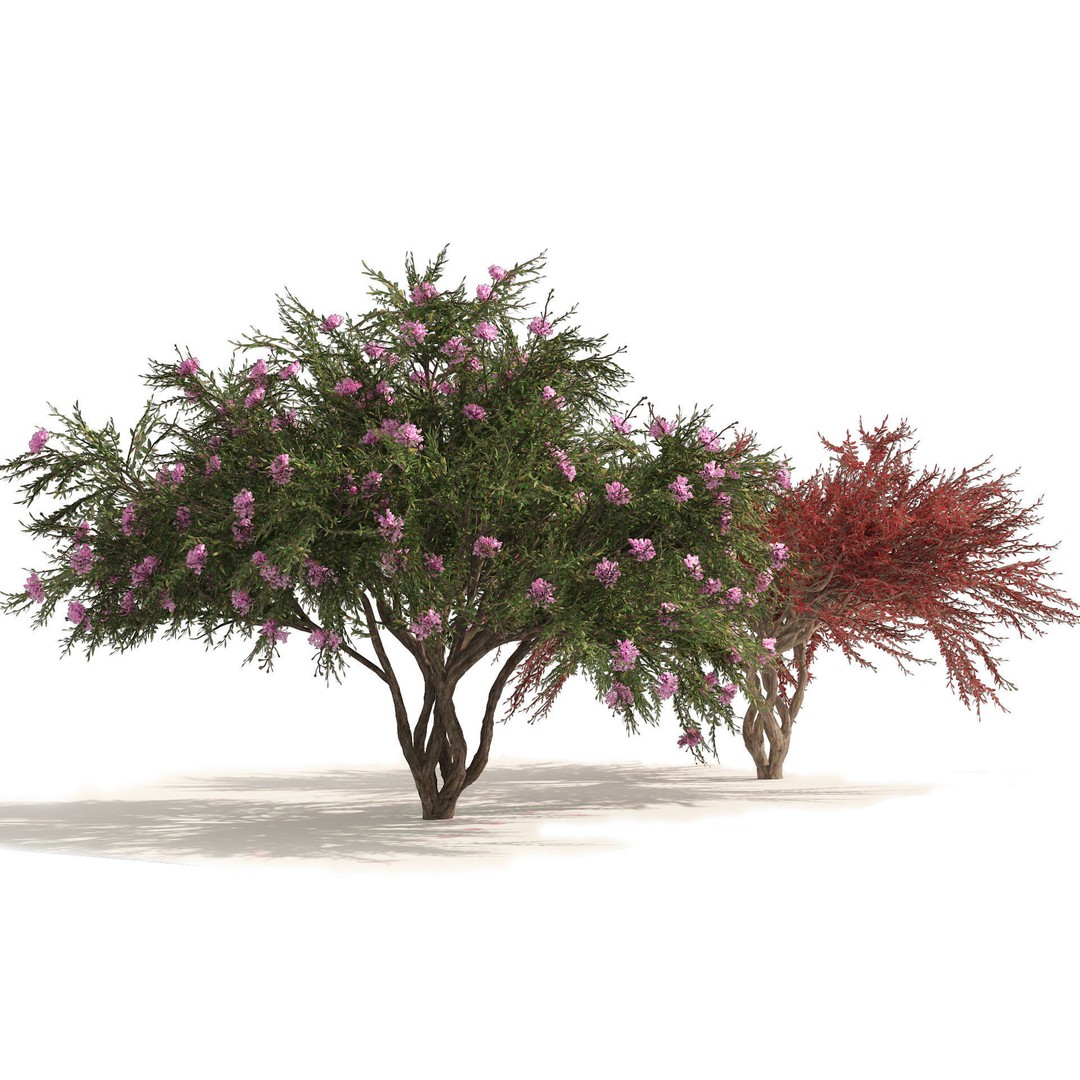 Lagerstroemia Indica 3D Model – High Poly Flowering Tree, PBR, FBX, OBJ - View 7