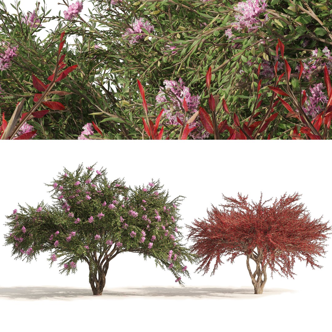 Lagerstroemia Indica 3D Model – High Poly Flowering Tree, PBR, FBX, OBJ - View 9
