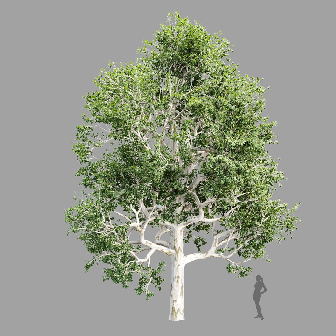 Trees 3D Model – Nature Collection, PBR Textures, FBX, OBJ - View 10