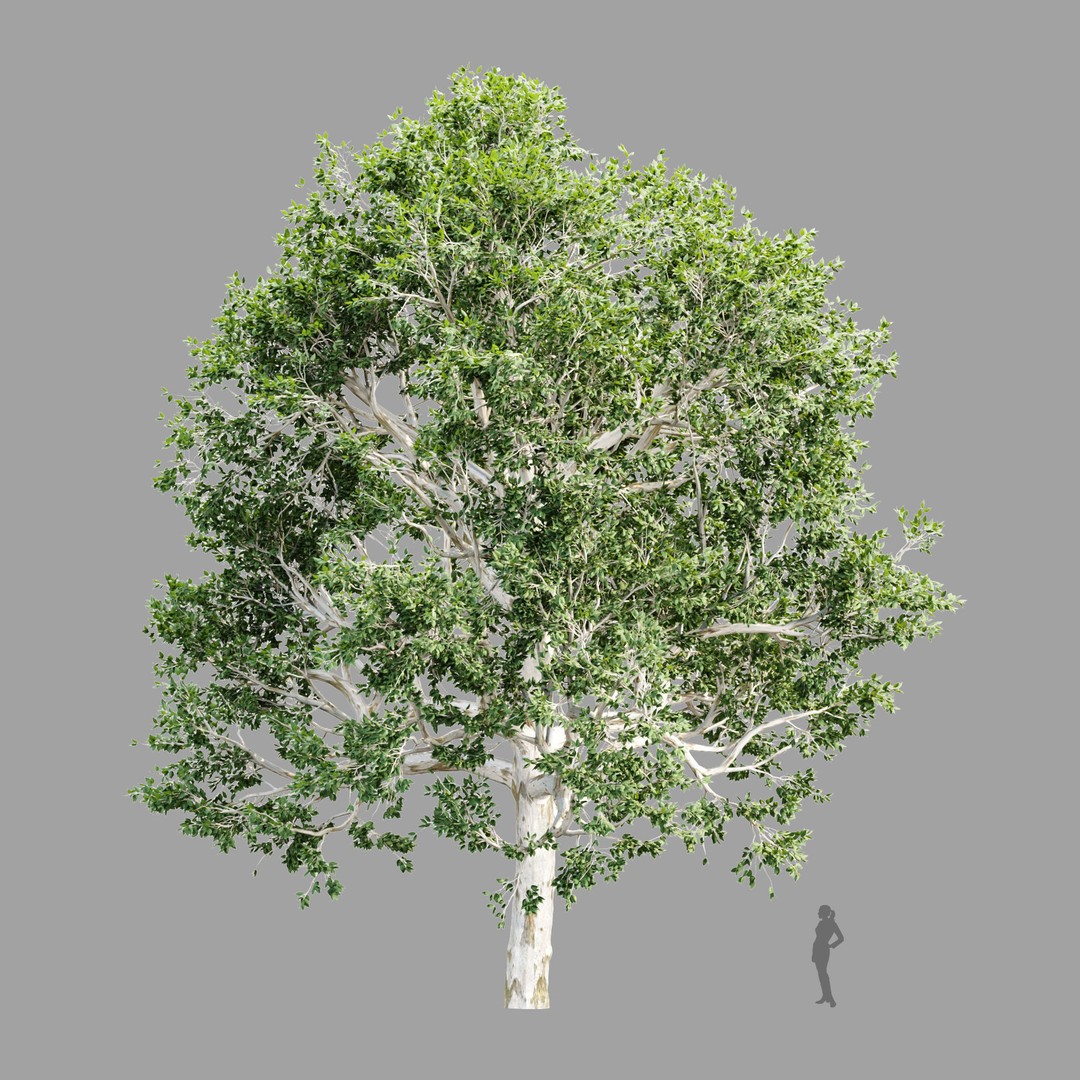 Trees 3D Model – Nature Collection, PBR Textures, FBX, OBJ - View 11