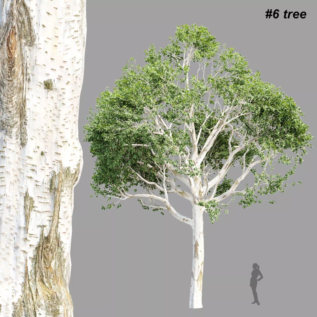 Trees 3D Model – Nature Collection, PBR Textures, FBX, OBJ - View 2
