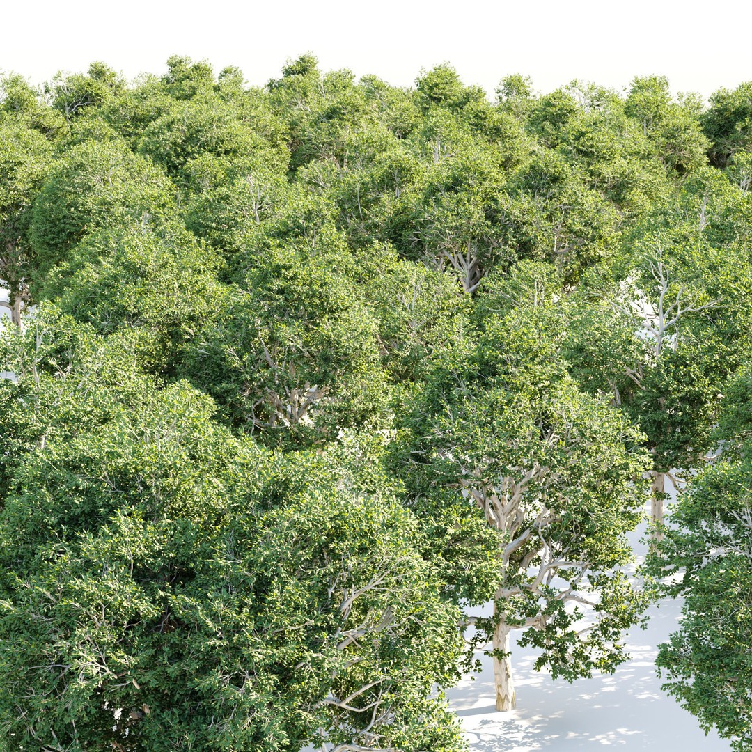 Trees 3D Model – Nature Collection, PBR Textures, FBX, OBJ - View 3