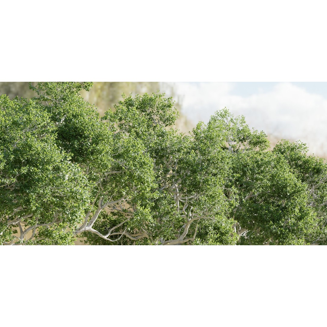 Trees 3D Model – Nature Collection, PBR Textures, FBX, OBJ - View 4