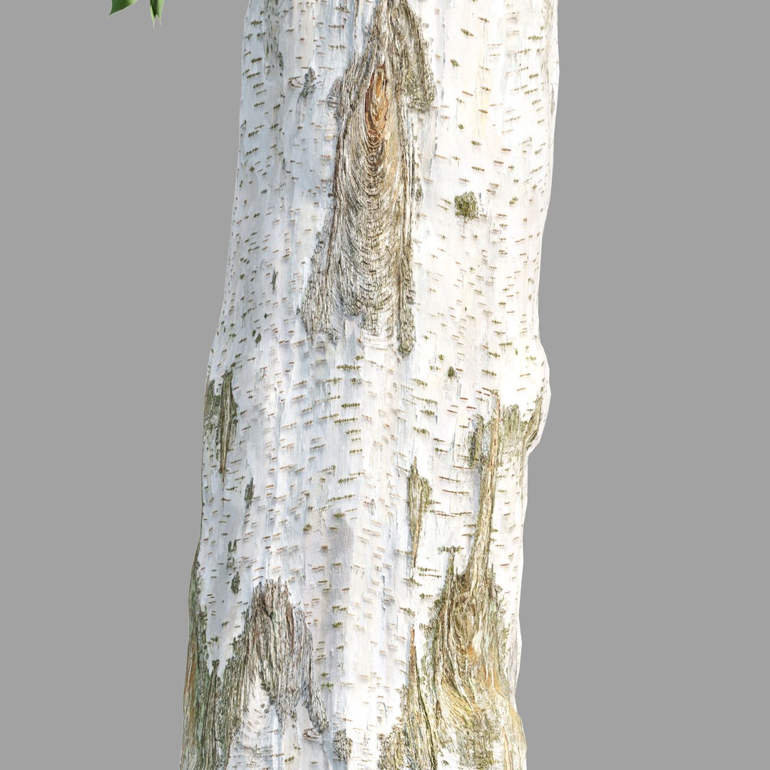 Trees 3D Model – Nature Collection, PBR Textures, FBX, OBJ - View 5