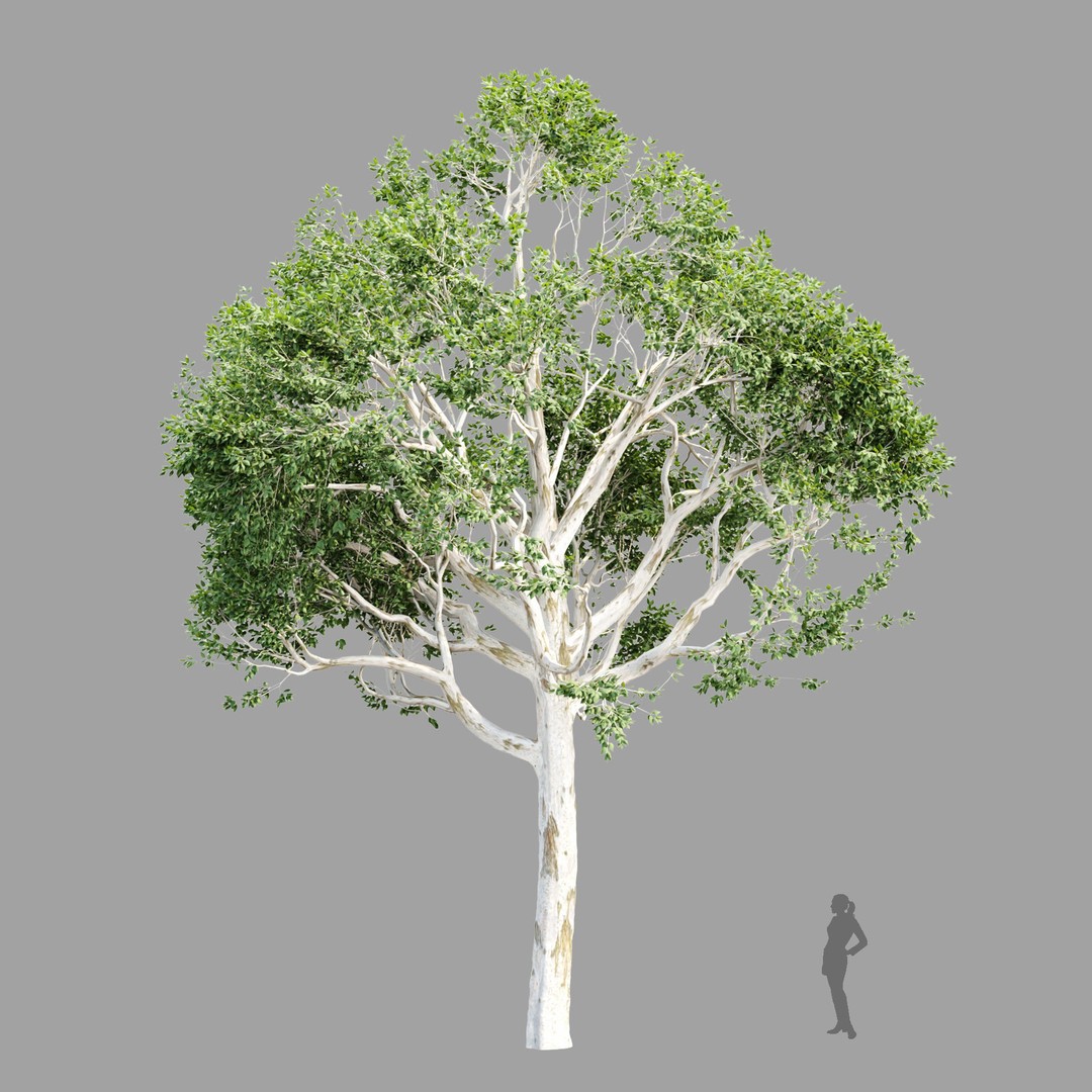 Trees 3D Model – Nature Collection, PBR Textures, FBX, OBJ - View 6