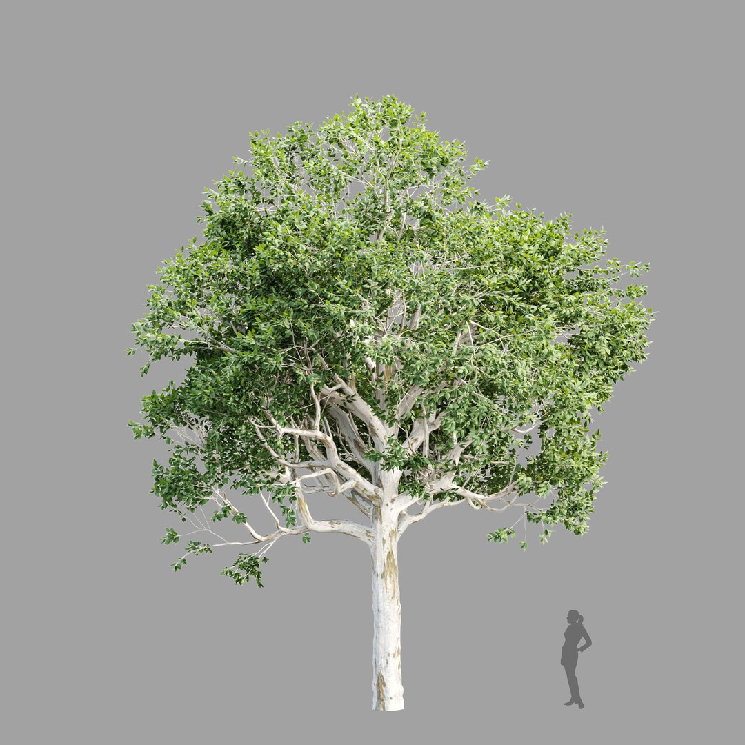 Trees 3D Model – Nature Collection, PBR Textures, FBX, OBJ - View 7