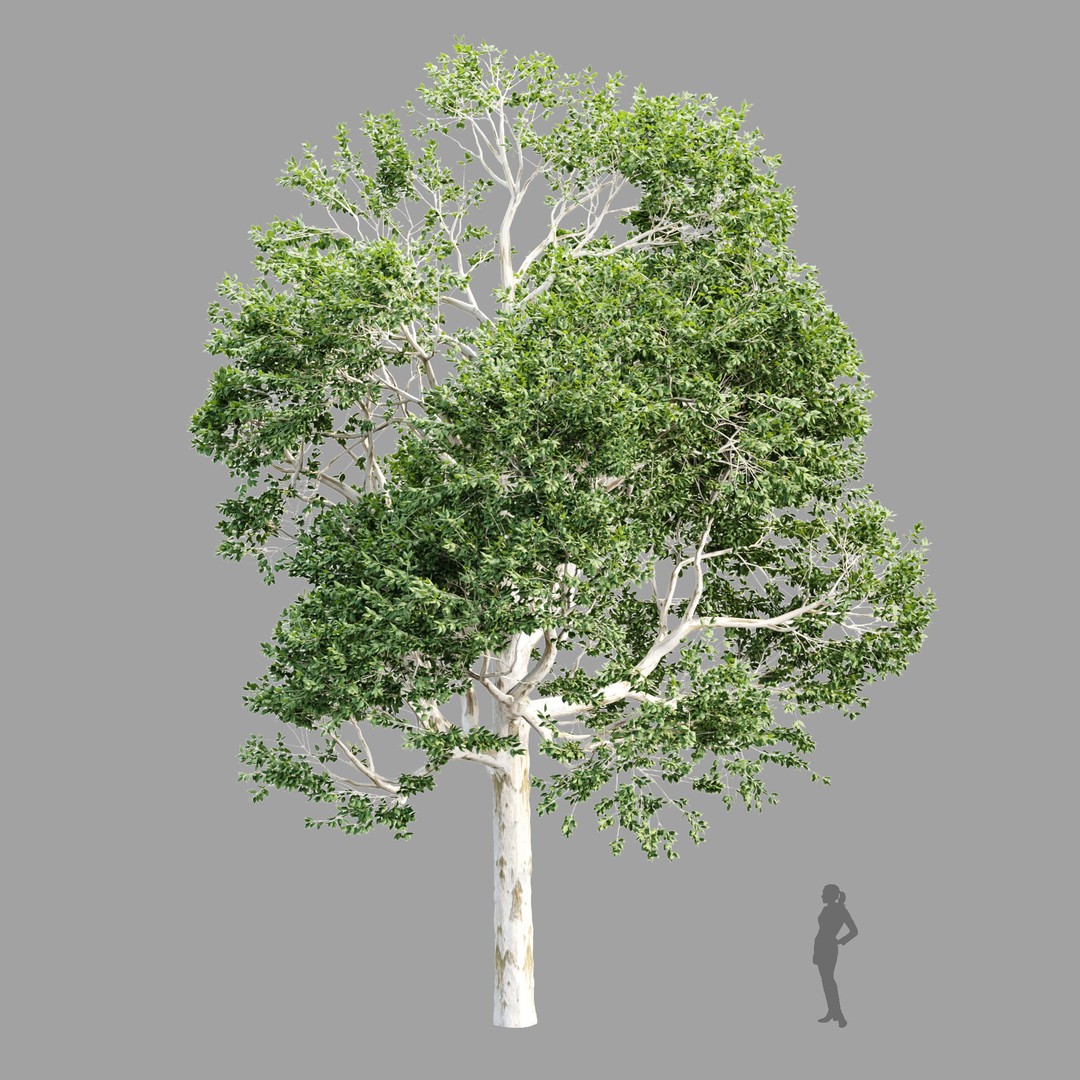 Trees 3D Model – Nature Collection, PBR Textures, FBX, OBJ - View 8