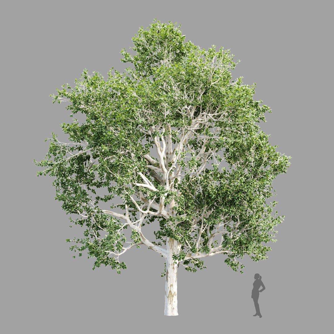 Trees 3D Model – Nature Collection, PBR Textures, FBX, OBJ - View 9