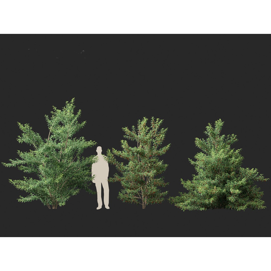 Ilex pedunculosa 3D Model – Realistic Bush Asset, FBX, PBR