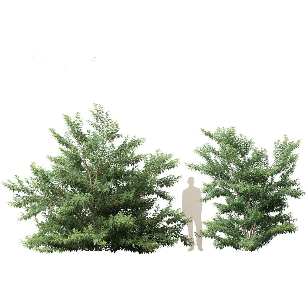 Ilex pedunculosa 3D Model – Realistic Bush Asset, FBX, PBR - View 10
