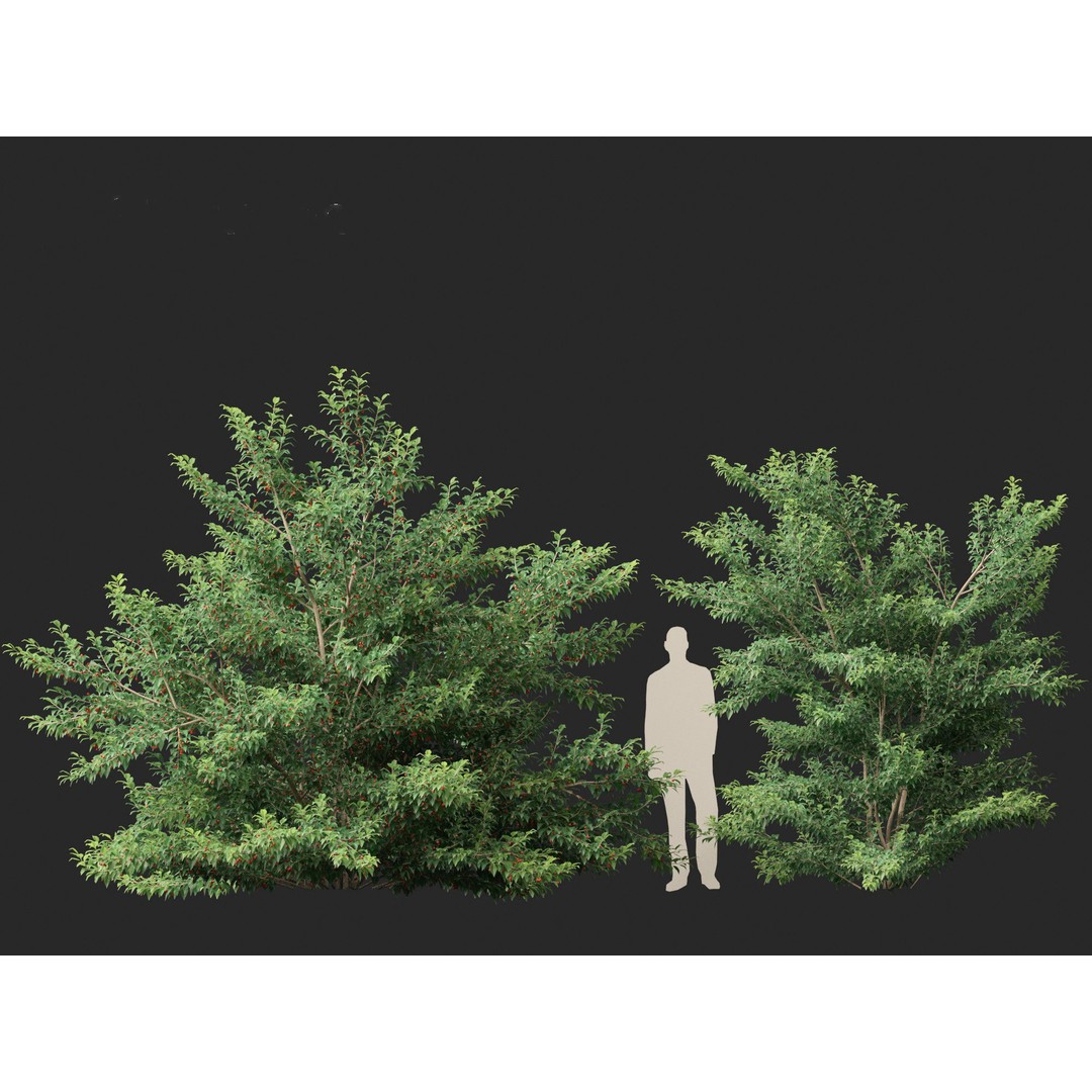 Ilex pedunculosa 3D Model – Realistic Bush Asset, FBX, PBR - View 11