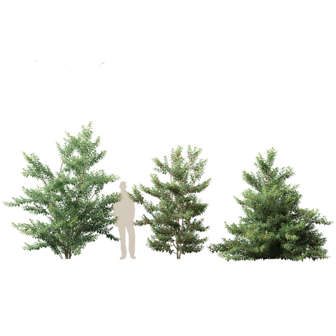 Ilex pedunculosa 3D Model – Realistic Bush Asset, FBX, PBR - View 12