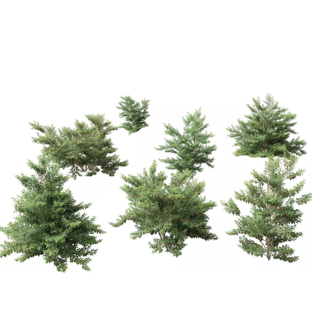 Ilex pedunculosa 3D Model – Realistic Bush Asset, FBX, PBR - View 2